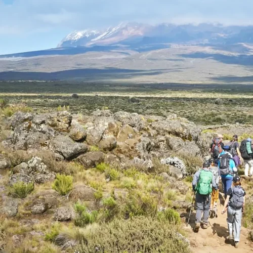 The Lemosho Odyssey: A High-Intensity 7-Day Expedition via Mti Mkubwa