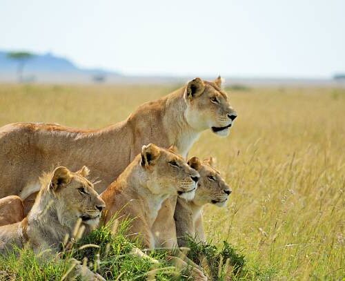 The Serengeti Symphony: A 5-Day Exclusive Mobile Camping Safari